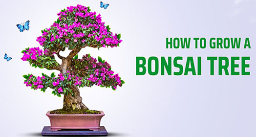 Come crescere il tuo Bonsai