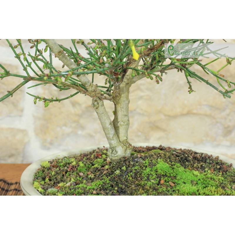 Gelbe Blume Jasmin Bonsai (8) | 140,00  | Pollice Verde