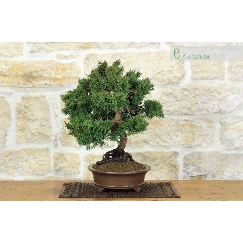 Kishu-Wacholder-Bonsai (133) | 620,00  | Pollice Verde