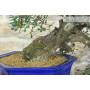 5 - Bonsai di Lentisco (73)