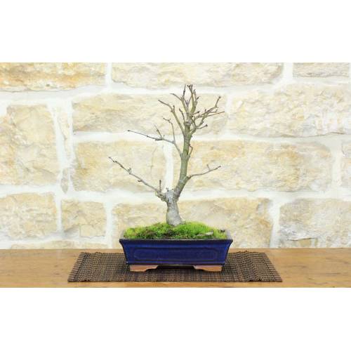 1 - Bonsai di Acero Palmato Deshojo (78)