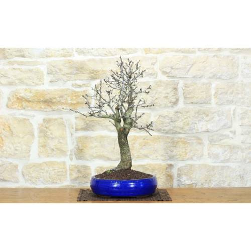 1 - Bonsai di Mandorlo (21)