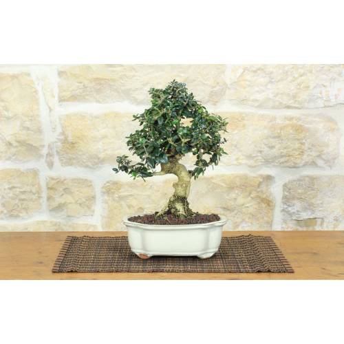 1 - Bonsai di Olivastro (285)