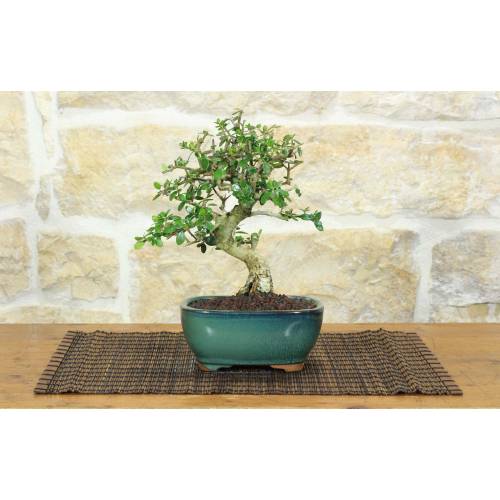 1 - Bonsai di Olivastro (286)