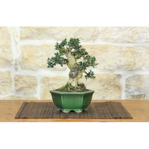 1 - Bonsai di Olivastro (287)