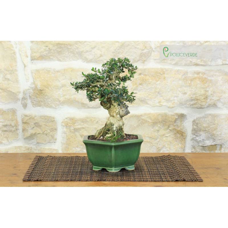 Bonsai di Olivastro (287) | 310,00  | Pollice Verde