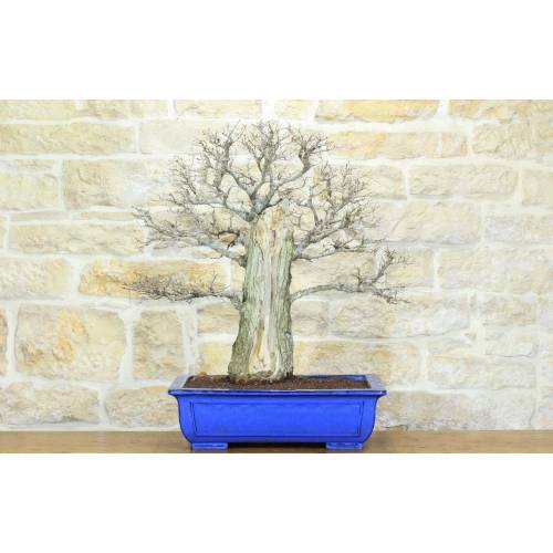 1 - Bonsai di Olmo Campestre (61)