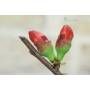 7 - Bonsai di Cotogno giapponese a fiore rosso (17)