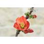 8 - Japanese red-flowered quince bonsai (17)