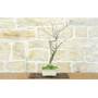 2 - Bonsai di Glicine Giapponese (24).
