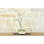 4 - Bonsai di Glicine Giapponese (24).