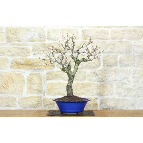 1 - Bonsai di Mandorlo (23)