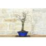 2 - Bonsai di Mandorlo (23)