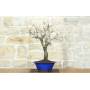 3 - Bonsai di Mandorlo (23)