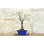 4 - Bonsai di Mandorlo (23)