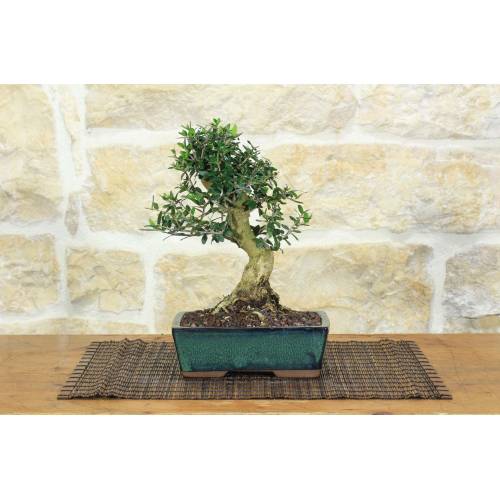 1 - Bonsai di Olivastro (290)