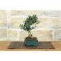 4 - Bonsai di Olivastro (290)