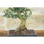 5 - Bonsai di Olivastro (290)