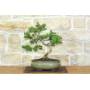 1 - Bonsai di Pino d'Aleppo (14)