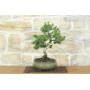 2 - Bonsai di Pino d'Aleppo (14)