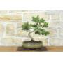 3 - Bonsai di Pino d'Aleppo (14)
