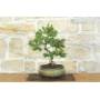 4 - Bonsai di Pino d'Aleppo (14)