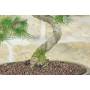 5 - Bonsai di Pino d'Aleppo (14)