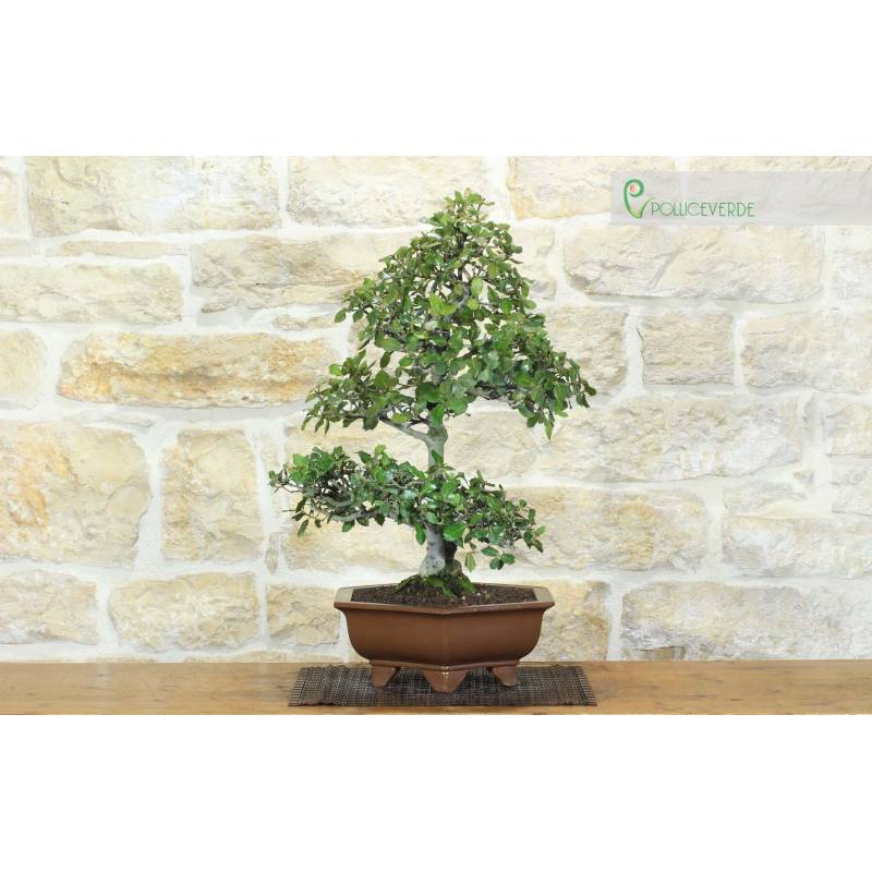 Eiche Bonsai - Steineiche (94) | 300,00  | Pollice Verde