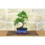 2 - Bonsai di Zelkova Parvifolia 6 anni - vaso cm. 15 con sottovaso coordinato
