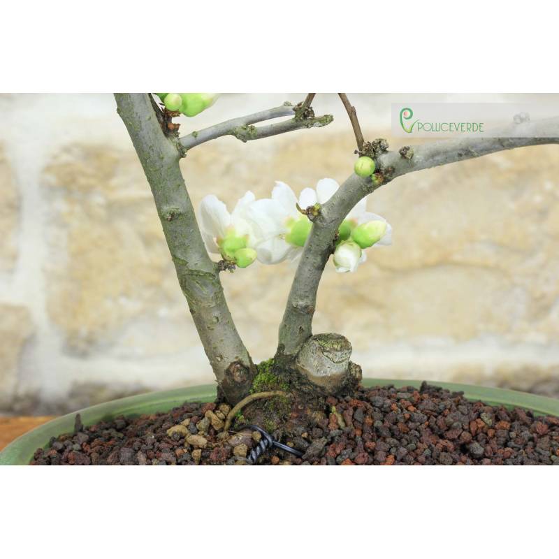Japanische Quitte mit weier Blte Bonsai (18) | 110,00  | Pollice Verde