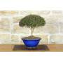 1 - Bonsai di Lonicera Ligustrina (3)