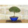 2 - Bonsai di Lonicera Ligustrina (3)