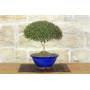 3 - Bonsai di Lonicera Ligustrina (3)