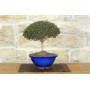 4 - Bonsai di Lonicera Ligustrina (3)