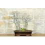 1 - Bonsai di Olmo Campestre a due tronchi (62)