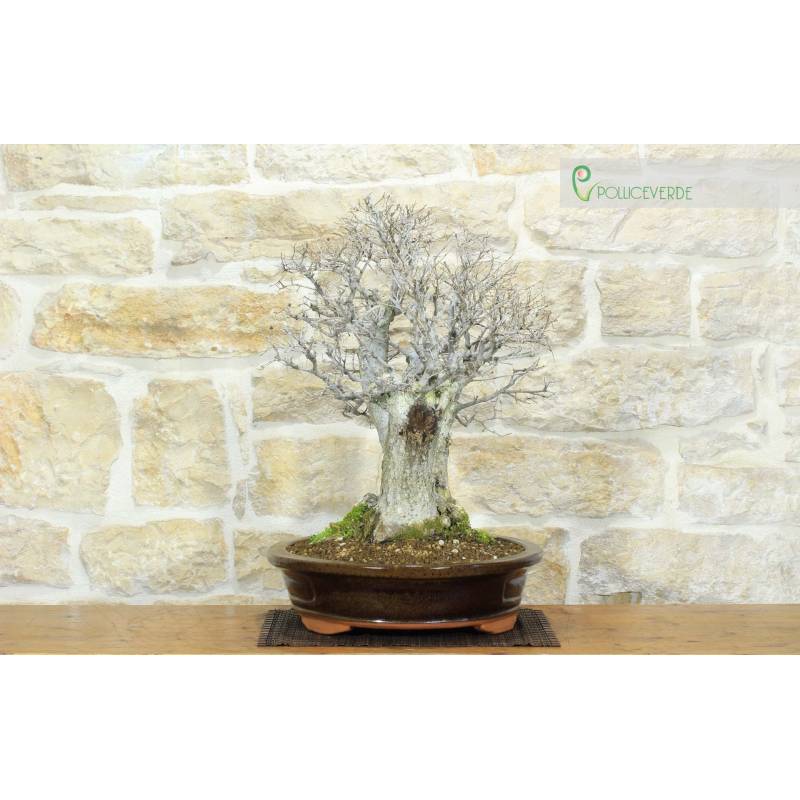 Bonsai di Olmo Campestre a due tronchi (62) | 800,00  | Pollice Verde