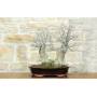 3 - Bonsai di Olmo Campestre a due tronchi (62)
