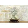 4 - Bonsai di Olmo Campestre a due tronchi (62)