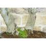 5 - Bonsai di Olmo Campestre a due tronchi (62)