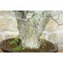 6 - Bonsai di Olmo Campestre a due tronchi (62)