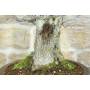 8 - Bonsai di Olmo Campestre a due tronchi (62)