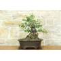 1 - 