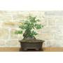 3 - Bonsai di Phillyrea (37)