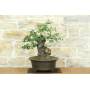 4 - Bonsai di Phillyrea (37)