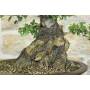 5 - Bonsai di Phillyrea (37)