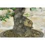 6 - Bonsai di Phillyrea (37)