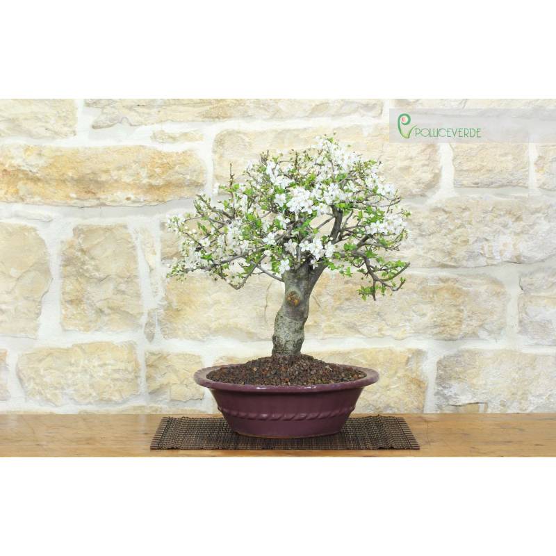 Myrabalan Bonsai - Wildpflaume (175) | 270,00  | Pollice Verde