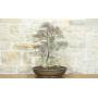 2 - Bonsai di Olmo Campestre (63)