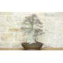 4 - Bonsai di Olmo Campestre (63)