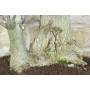 7 - Bonsai di Olmo Campestre (63)